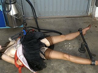 尼龙中的挤奶山雀